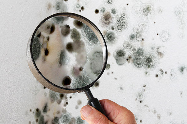 where does mold come from