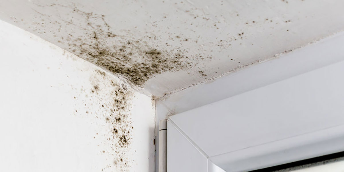 How To Remove Black Mold Housecheck Environmental Services - How To Get Rid Of Black Mold On Drywall Ceiling